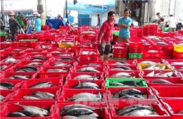 Ngư dân Khánh Hòa "được mùa" với cá ngừ sọc dưa
